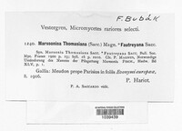 Image of Marssonina thomasiana